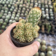 Mammillaria Elongata Brinde - comprar online