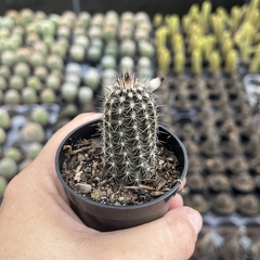 Echinopsis Mirabilis pote 06 - comprar online