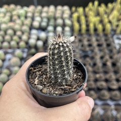 Echinopsis mirabilis- BRINDE - comprar online