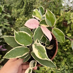 Hoya Carnosa variegata cuia 18 - comprar online