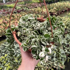 Hoya Compacta variegata cuia 18 - comprar online