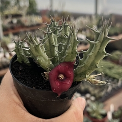 Huernia Rubra pote 07 - comprar online