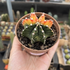 Gymnocalycium variegata 02 pote 09 - comprar online
