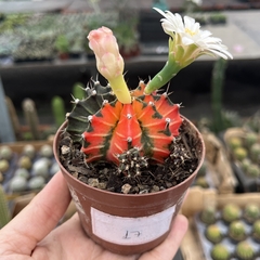 Gymnocalycium variegata 17 pote 09 - comprar online