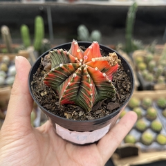 Gymnocalycium variegata 18 pote 09 - comprar online