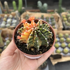 Gymnocalycium variegata 20 pote 09 - comprar online