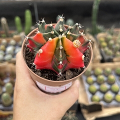 Gymnocalycium variegata 22 pote 09 - comprar online
