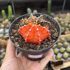 Gymnocalycium variegata 24 pote 11 - comprar online