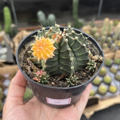 Gymnocalycium variegata 28 pote 11 - comprar online