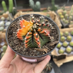 Gymnocalycium variegata 29 pote 11 - comprar online