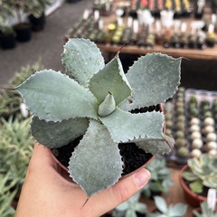 Agave Istimensis cuia 11 - comprar online