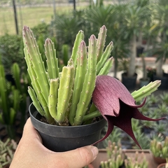 Stapelianthus Leendertziae pote 11 - comprar online