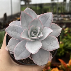 Echeveria Cante pote 11 na internet