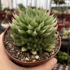 Haworthia Cooperi pote 11