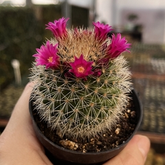 Mammillaria Ernestii Pote 07