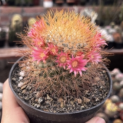 Mammillaria Leptacantha Pote 11
