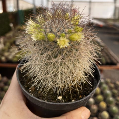 Mammmillaria Leptacantha var rubrispina pote 11