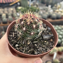 Thelocactus Bicolor pote 11 - comprar online