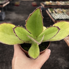 Kalanchoe Synsepala pote 11