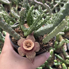 Orbea Verrucosa var cooperi pote 07 na internet