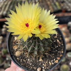 Parodia Buiningii pote 07 - comprar online
