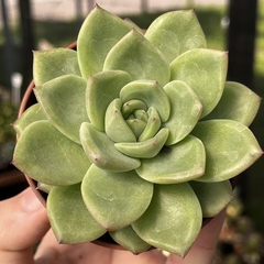 Echeveria Nanacan pote 11