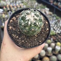 Coryphantha Elephantides pote 11 - comprar online