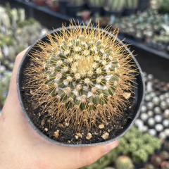 Mammillaria Nivosa pote 11 - comprar online
