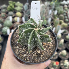 Astrophytum Ornatum 07 pote 11 - comprar online