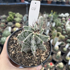 Astrophytum Ornatum 08 pote 11 - comprar online
