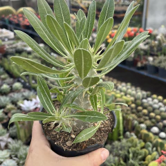 Pachypodium Horombense pote 11 - comprar online