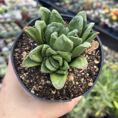 Haworthia Truncata X Maughanii pote 11 - comprar online