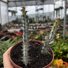 Euphorbia Greenway pote 11
