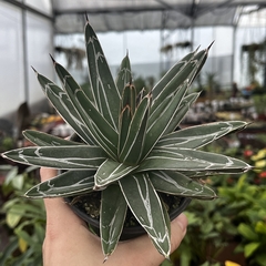 Agave Vitoria Reginae pote 11 - comprar online