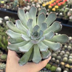 Echeveria Dark Ice pote 11 - comprar online