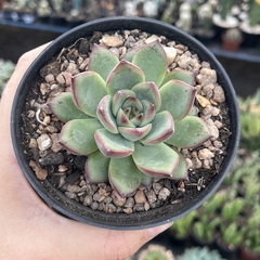 Echeveria Fire Pilar pote 11 - comprar online