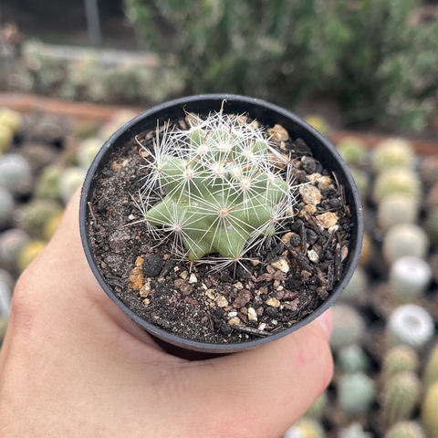 Mammillaria Boolii pote 07 - comprar online