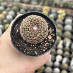Notocactus Cristatoides pote 07 - comprar online