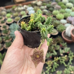 Huernia Hibrida pote 07 - comprar online