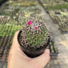 Mammillaria Hildagensis pote 07 - comprar online