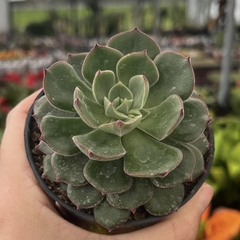 Echeveria John Daniel pote 11