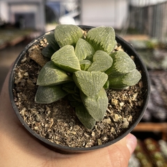 Haworthia Pygmaea pote 09