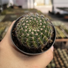Notocactus Muricactus Pote 07