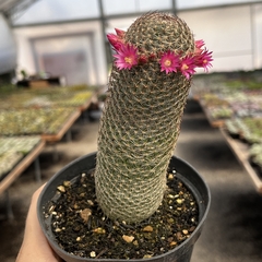Mammillaria Matudae Pote 11