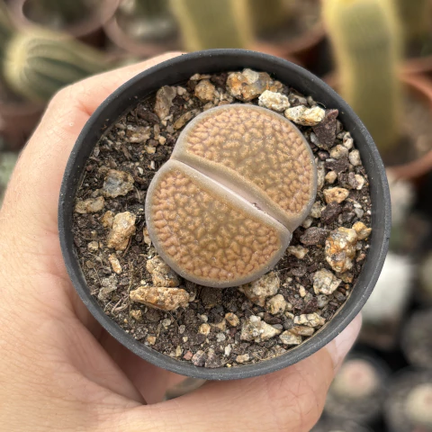 Lithops hookeri v. Vermiculate pote 07