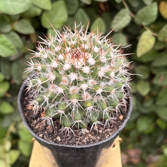 Mammillaria nejapensis pote 07 na internet