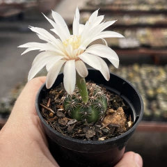 Gymnocalycium Mesopotamicus pote 06