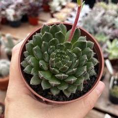 Echeveria Scorpion pote 11