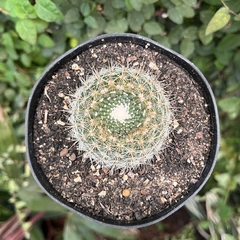 Notocactus Agnetae pote 11 - comprar online