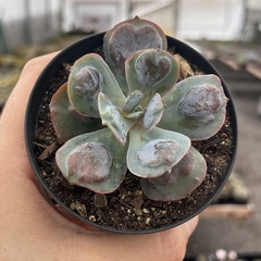 Echeveria Heart Delight pote 09